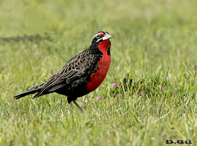 LOICA PAMPEANA (Leistes defilippii) - (Macho) Campo en Arerunguá - SALTO (Mayo 2014)